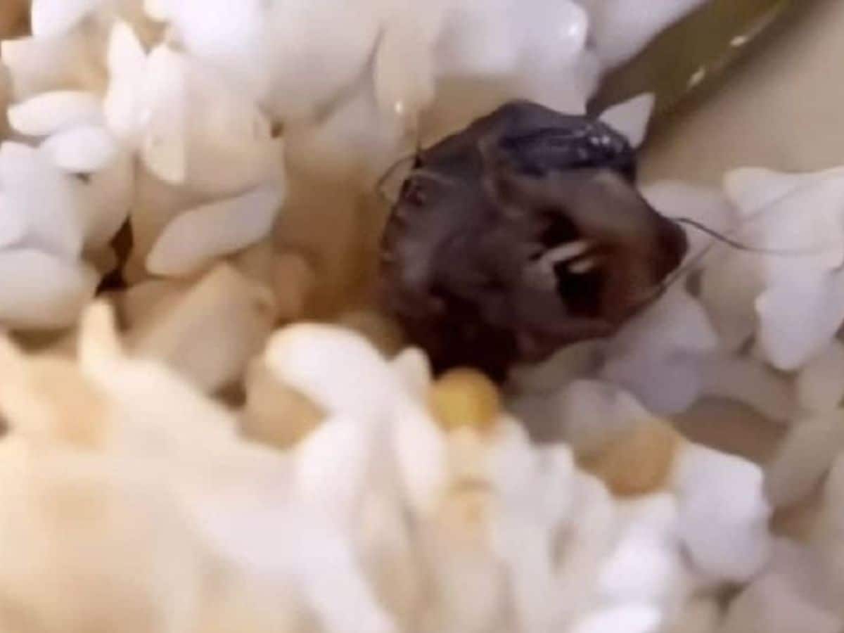 rat head in food1