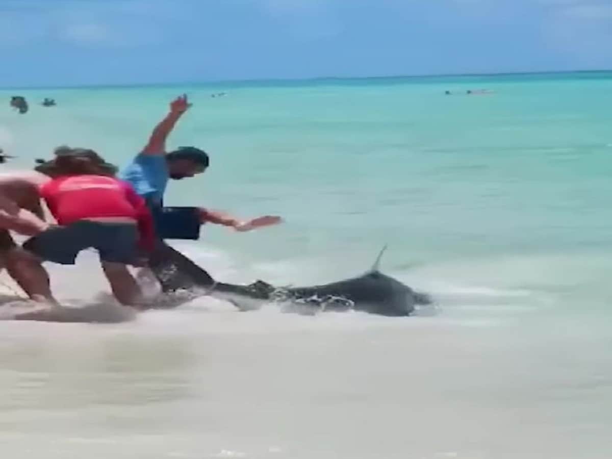 shark help video