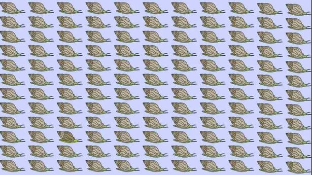 Can you spot an odd snail, spot an odd snail, spot an odd snail in this picture, spot an odd snail in this picture within 7 seconds, optical illusion challenge, optical illusion, viral puzzle, trending puzzle