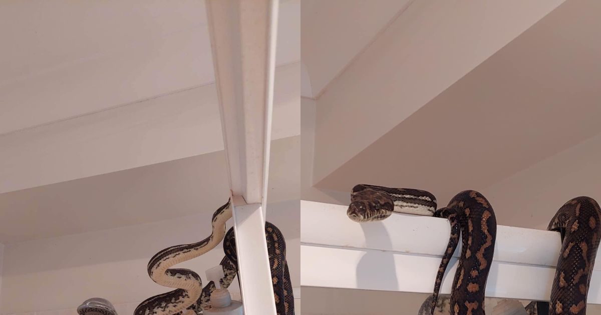 Snake in Bathroom शावर के ऊपर बैठा था विशाल अजगर, नजर पड़ी तो चकराया