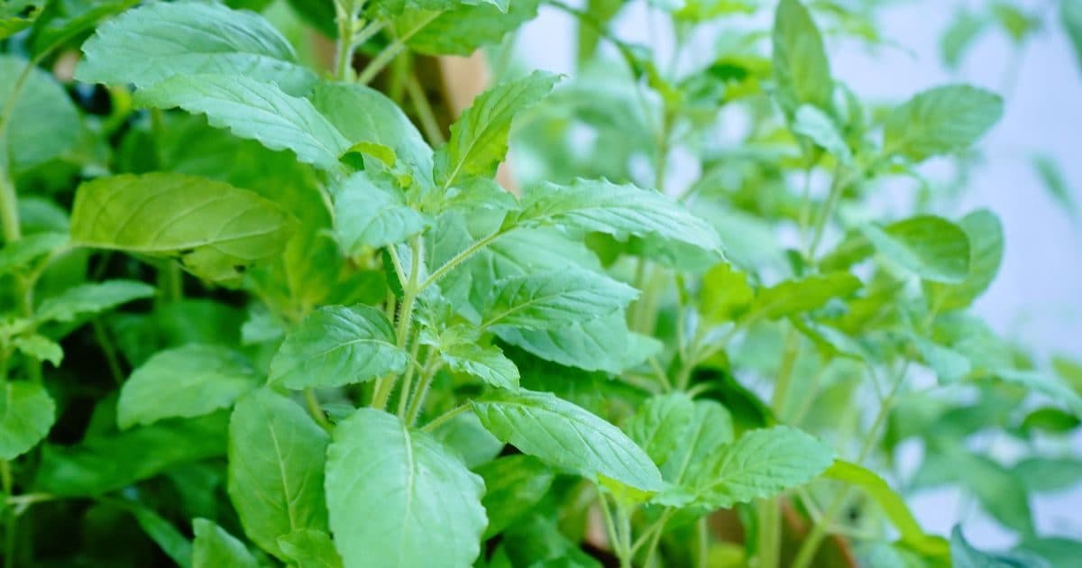 बारबार सूख जाता है तुलसी का पौधा, 4 आसान तरीकों का करें इस्तेमाल, बना