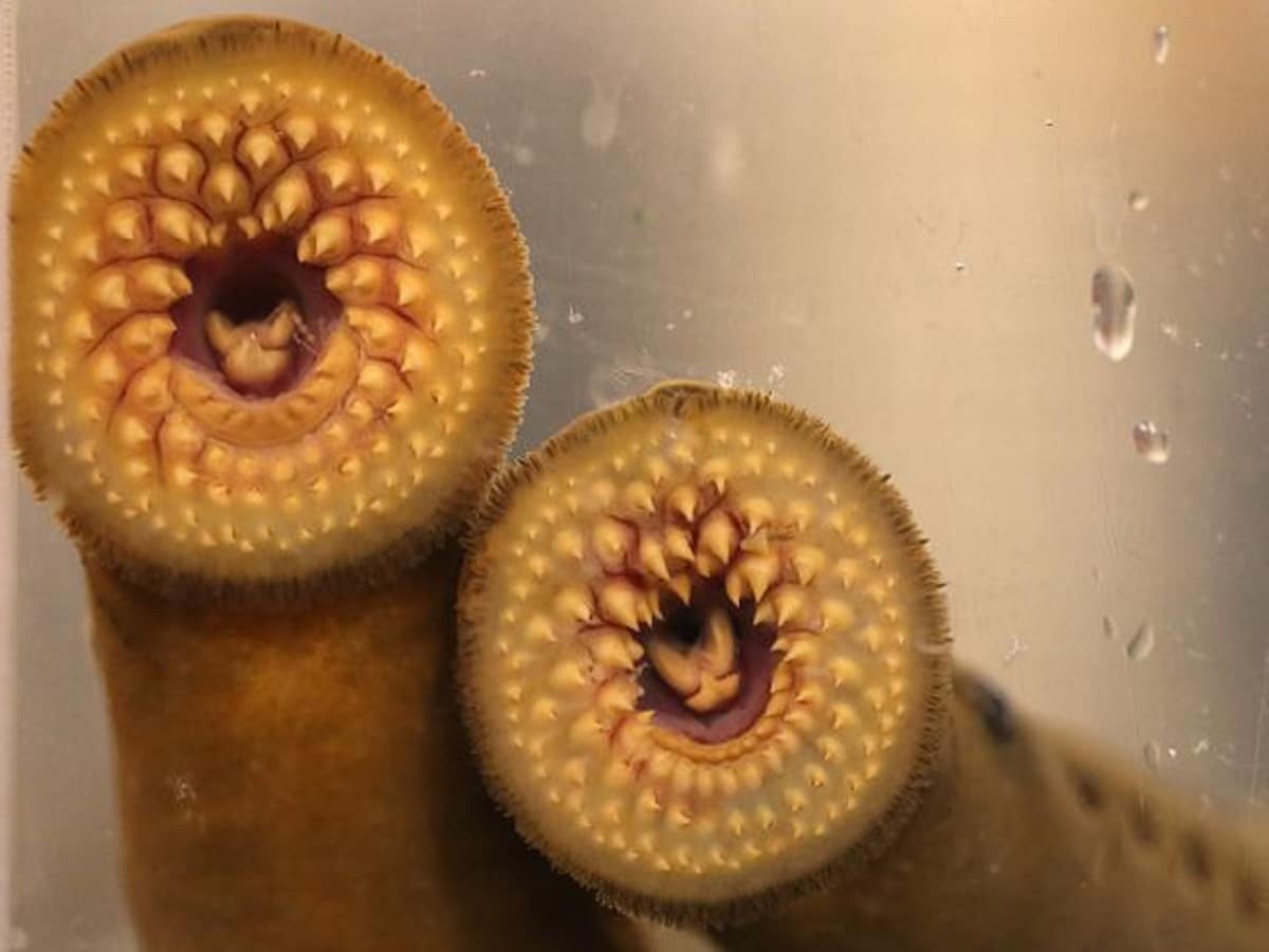 vampire fish 