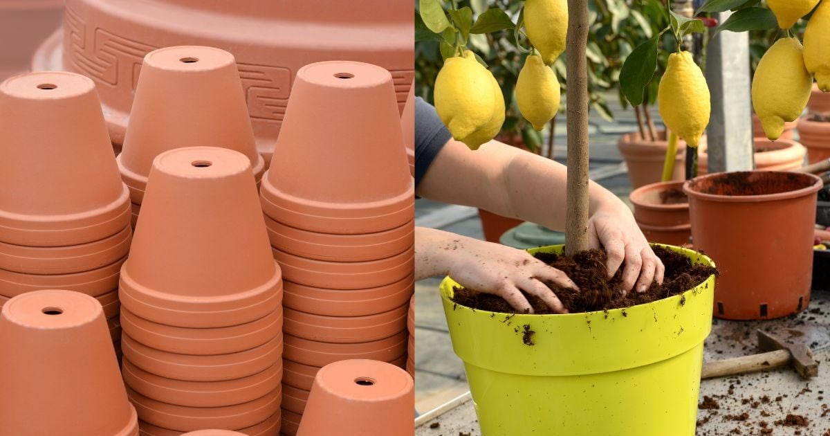Why Flower Pots Have Holes गमलों में क्यों होता है छेद, क्या जमीन से