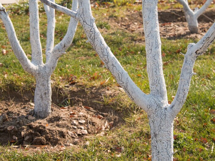 पेड़ पर क्यों कर देते हैं सफेद पेंट? सिर्फ दिखावा नहीं है वजह, जानें