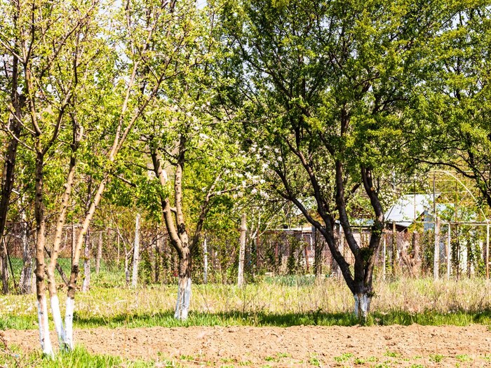 पेड़ पर क्यों कर देते हैं सफेद पेंट? सिर्फ दिखावा नहीं है वजह, जानें