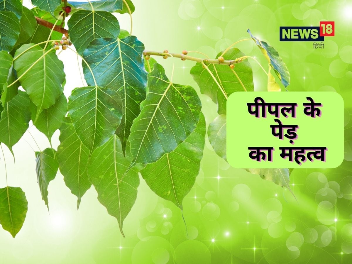 Benefits Of Vrikshasana And How To Do Tree Pose Step By Step In Hindi -  Amar Ujala Hindi News Live - Vrikshasana:वृक्षासन के अभ्यास का सही तरीका,  जानें इससे होने वाले फायदे