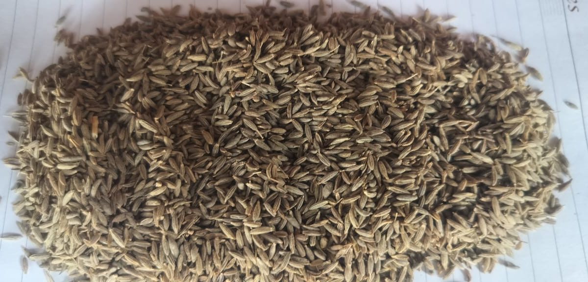 Gorakhpur cumin seeds rates are high at this time know the market price