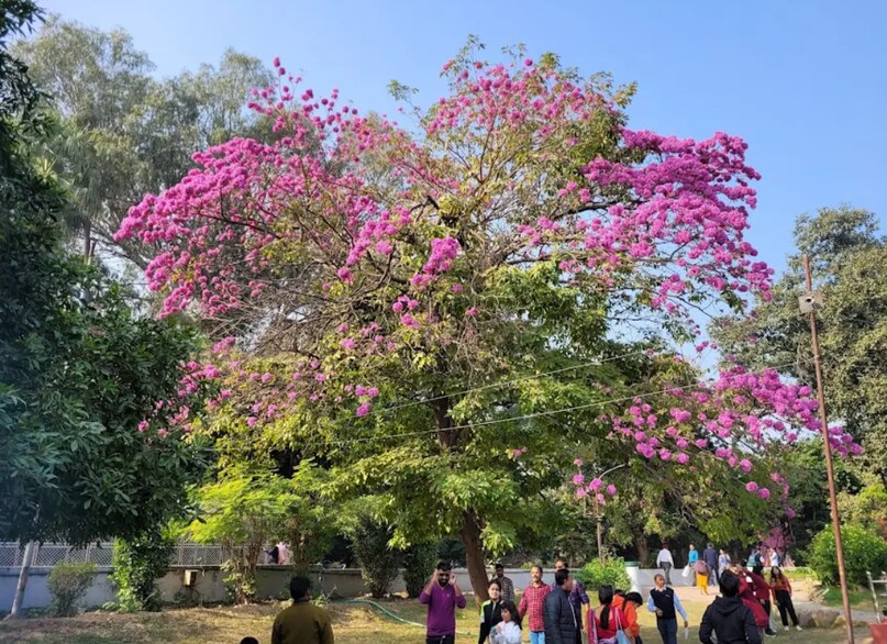 पेड़-पौधों के बीच घूमते हुए आप गर्मी से बच सकते हैं.