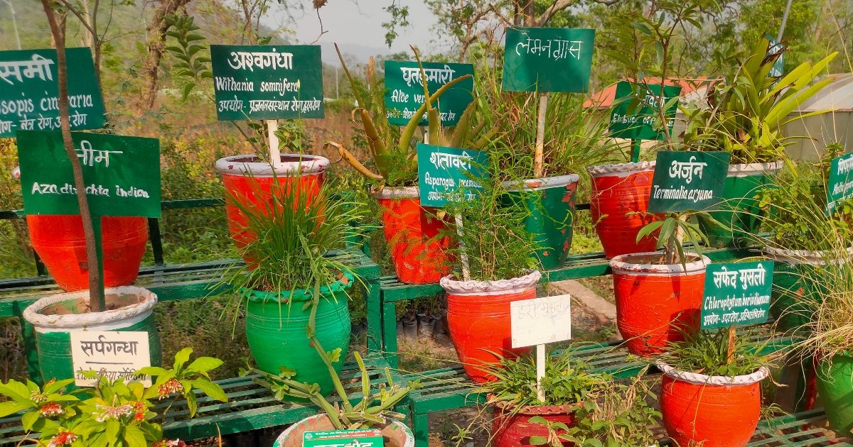 ऋषिकेश का हर्बल गार्डन है औषधीय पौधों का खजाना, जरूर करें यहां का दीदार