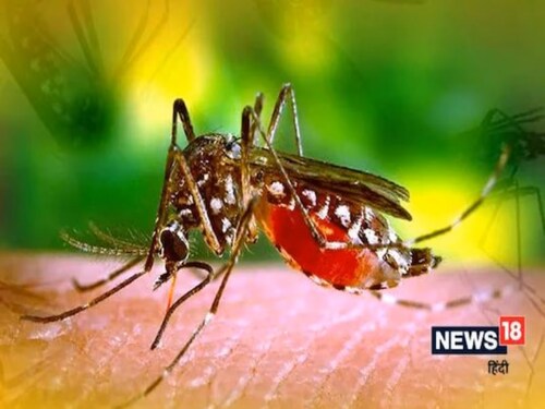 Mosquito,adengue news, health news in delhi-ncr, opd news, health news, Dengue News, Dengue in delhi, Dengue in delhi-ncr, Dengue fever, what is dengue fever, symptoms of dengue, measures to prevent dengue, how to increase platelets in dengue, number of platelets in dengue, डेंगू बुखार, क्या है डेंगू बुखार, डेंगू के लक्षण, डेंगू से बचाव के उपाय, डेंगू में प्लेटलेट्स कैसे बढ़ाएं, डेंगू में प्लेटलेट्स की संख्या, सांस के मरीज कैसे स्वस्थ्य रहें, मलेरिया के लक्षण New Dengue Strain, Dengue cases in Delhi-NCR, symptoms of Dengue,DEN 1 Strain, डेंगू, डेंगू का नया स्ट्रेन