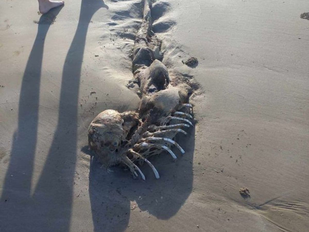 mermaid skeleton 1