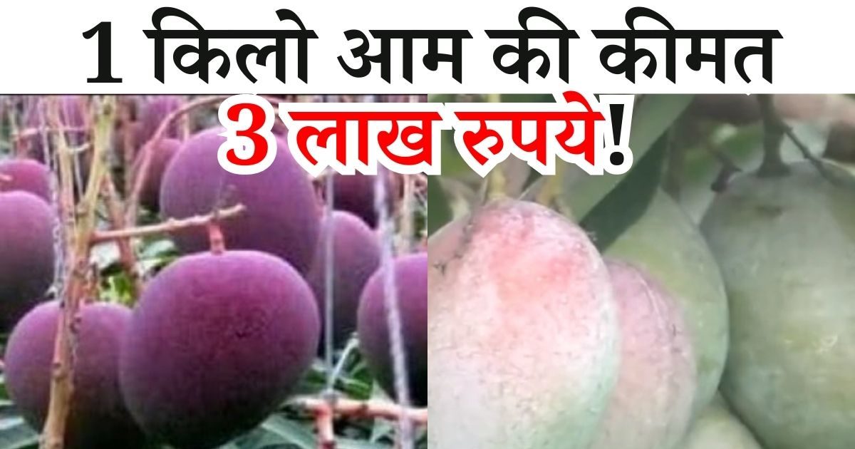 Most Expensive Mango सोनेचांदी से कम नहीं है ये आम, कीमत जानकर ही उड़