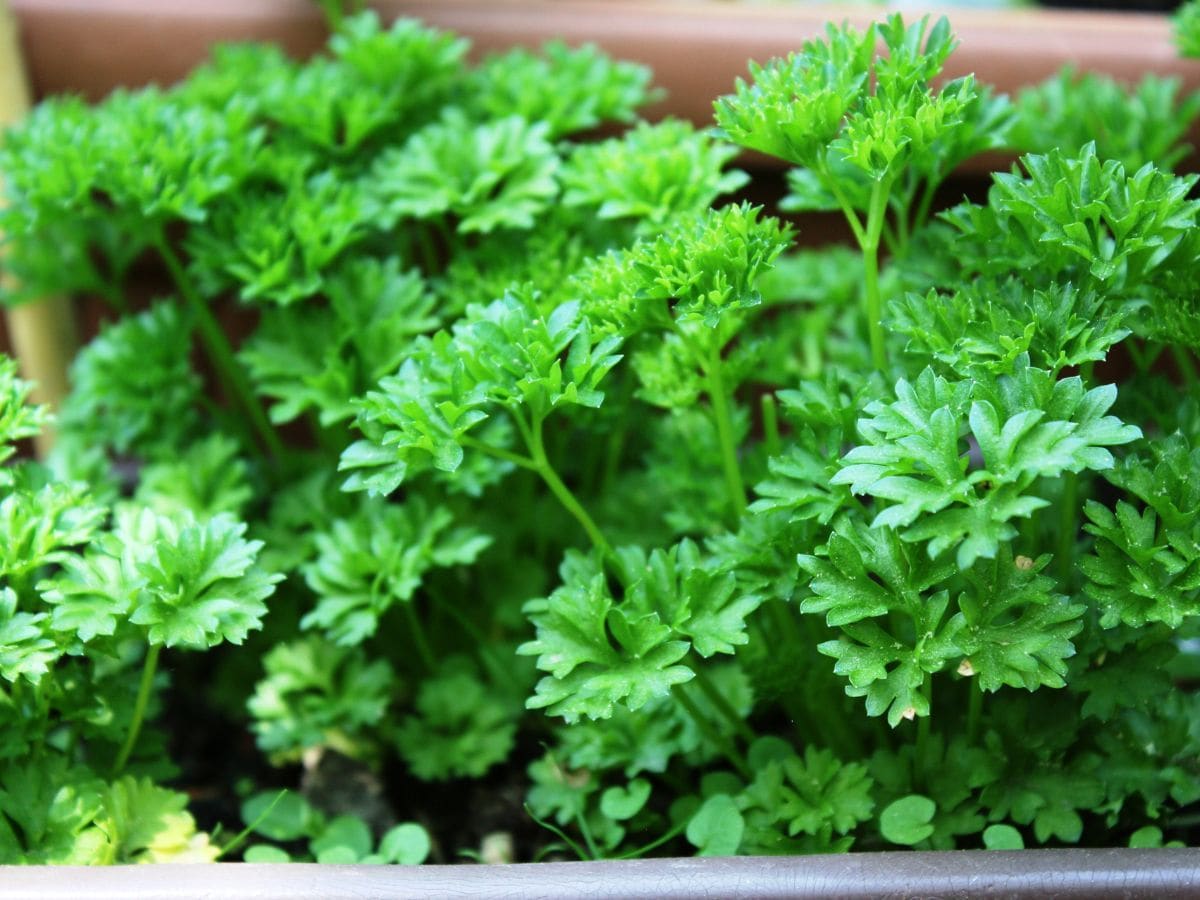 parsley
