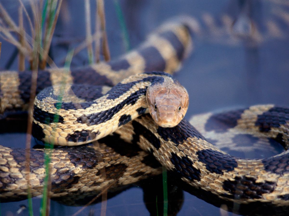 आपको भी आते हैं सांप के सपने? एक्सपर्ट ने बताया, क्या कहना चाहते हैं वो आपसे  ... - Never ignore snake dreams expert warns what it signifies sanp ke sapne  kyun ate