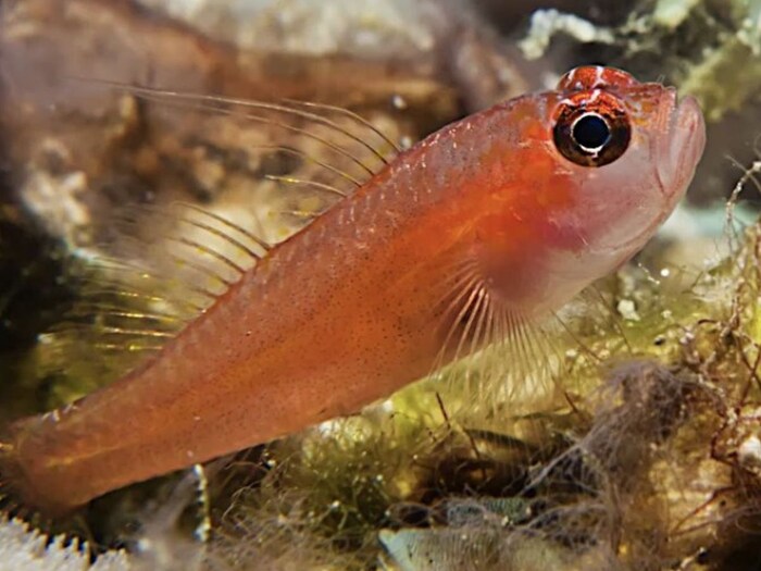 9-of-the-smallest-creatures-of-their-species-require-a-microscope-to-see-their-large-forms-are-scary