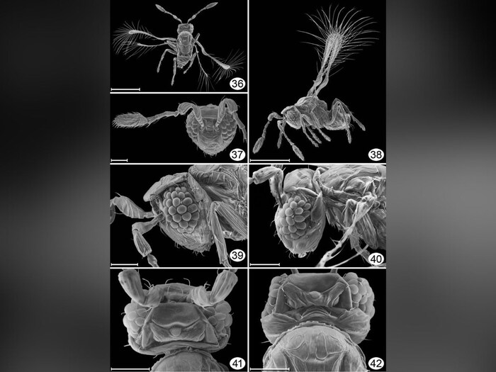 9-of-the-smallest-creatures-of-their-species-require-a-microscope-to-see-their-large-forms-are-scary