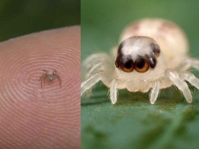 9-of-the-smallest-creatures-of-their-species-require-a-microscope-to-see-their-large-forms-are-scary