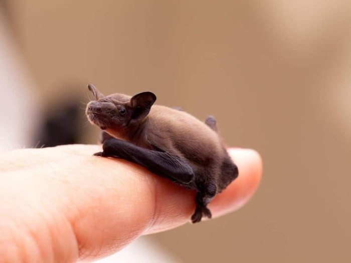 9-of-the-smallest-creatures-of-their-species-require-a-microscope-to-see-their-large-forms-are-scary