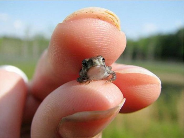 9-of-the-smallest-creatures-of-their-species-require-a-microscope-to-see-their-large-forms-are-scary