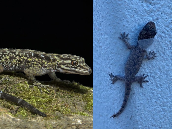 9-of-the-smallest-creatures-of-their-species-require-a-microscope-to-see-their-large-forms-are-scary