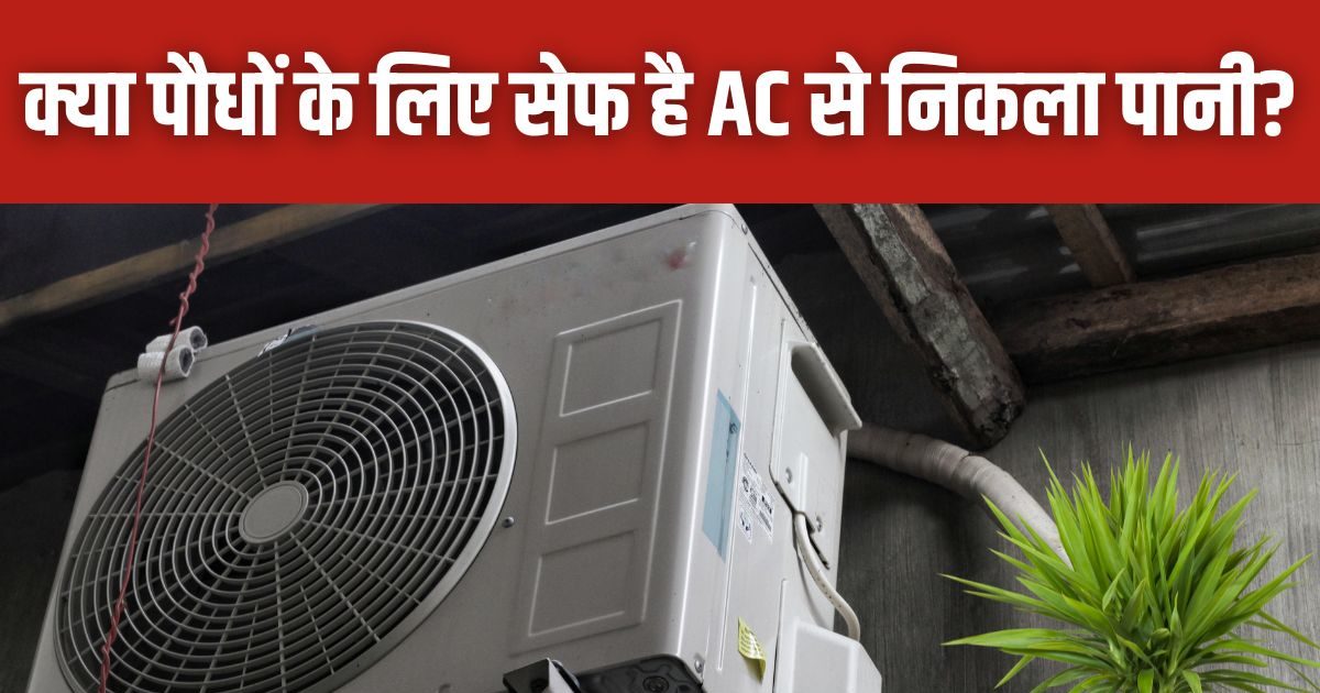 Is water from air conditioner good for plants? News18 हिंदी