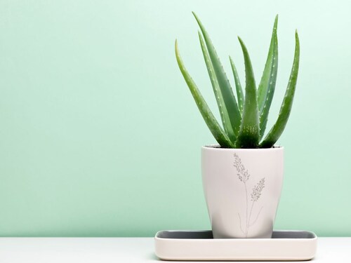 Air Pollution 10 Plants, indoor plants aloe vera plant, best indoor plant, spider plant snake plant, these 10 plants are great for home,10 plants Home benefits,10 plants in your home garden,10 plats for home garden to control air pollution, Top 10 Plants for to Reduce Air Pollution, Health, health tips, health news, health khabar, Health trending news, trending news, todays health news, top health news, top 10 health news, health news in hindi,