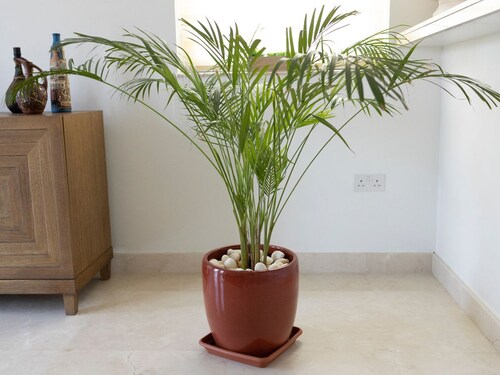 Air Pollution 10 Plants, indoor plants aloe vera plant, best indoor plant, spider plant snake plant, these 10 plants are great for home,10 plants Home benefits,10 plants in your home garden,10 plats for home garden to control air pollution, Top 10 Plants for to Reduce Air Pollution, Health, health tips, health news, health khabar, Health trending news, trending news, todays health news, top health news, top 10 health news, health news in hindi,