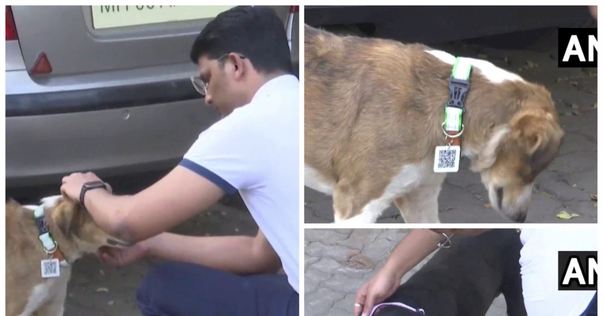 Bmc Qr Code Mumbai street dogs to get QR code collars BMC decided to mark all ...