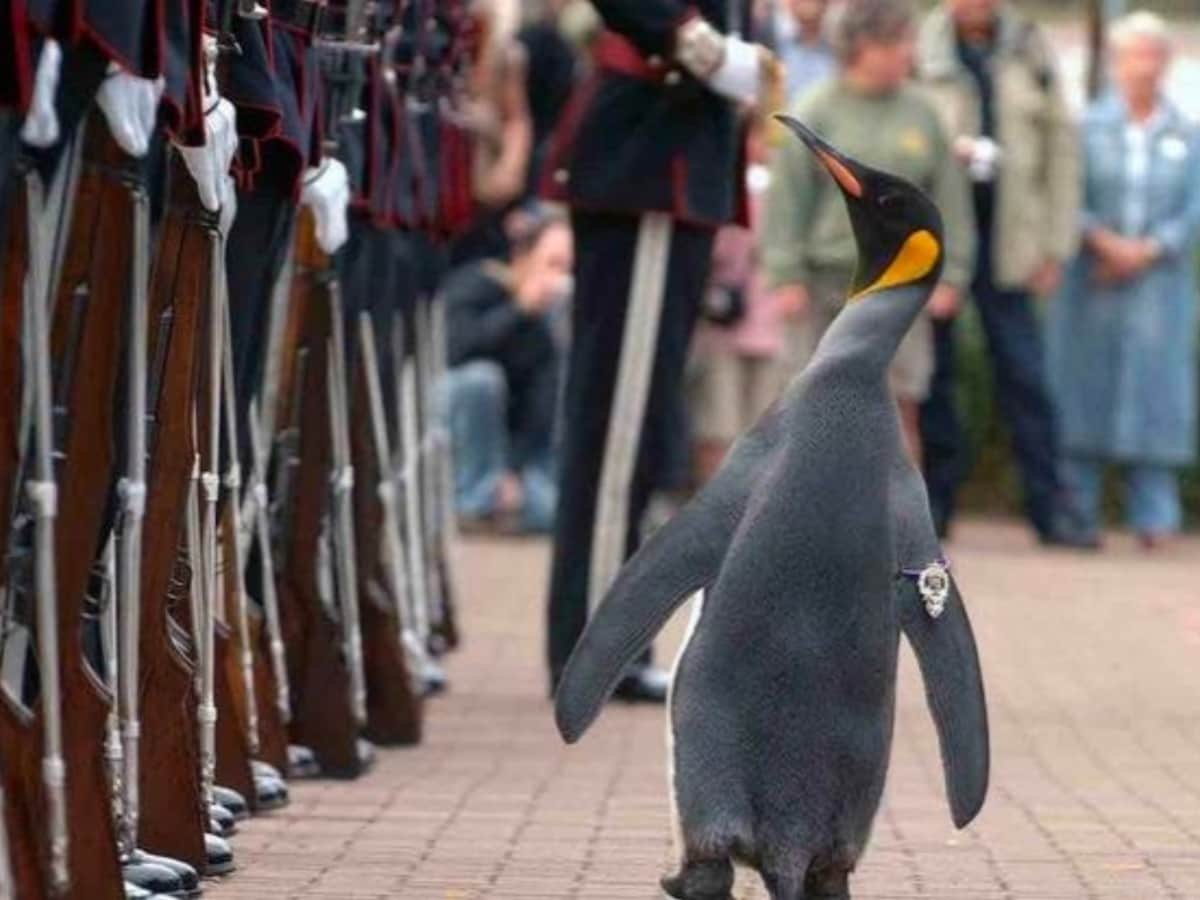 इस देश की आर्मी में शामिल है पेंगुइन, ब्रिगेडियर से प्रमोट होकर बना मेजर  जनरल, देखें PICS - Norway penguin gets third highest rank in norwegian army  after promotion become major general –