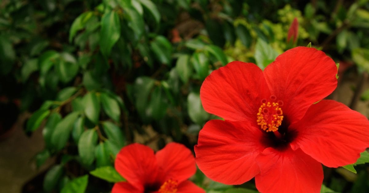 जीवन में आ रही हैं दिक्कतें? केवल 1 लाल गुड़हल का फूल बना देगा बिगड़े