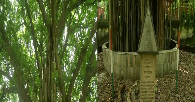UP News: banyan tree of meerut tells the story of freedom movement ...