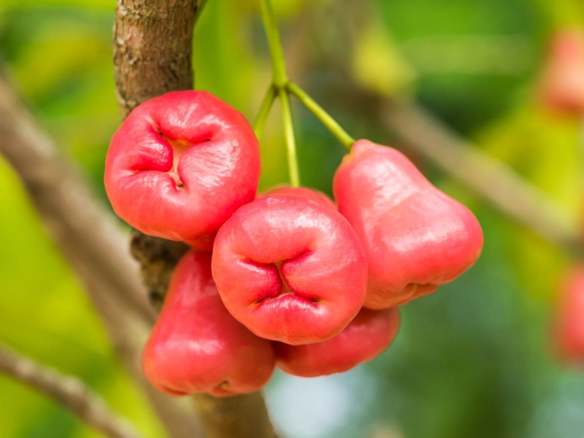 गुलाब की खुशबू का स्वाद है Rose Apple में, पोषक तत्वों से है भरा