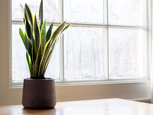 Air Pollution 10 Plants, indoor plants aloe vera plant, best indoor plant, spider plant snake plant, these 10 plants are great for home,10 plants Home benefits,10 plants in your home garden,10 plats for home garden to control air pollution, Top 10 Plants for to Reduce Air Pollution, Health, health tips, health news, health khabar, Health trending news, trending news, todays health news, top health news, top 10 health news, health news in hindi,