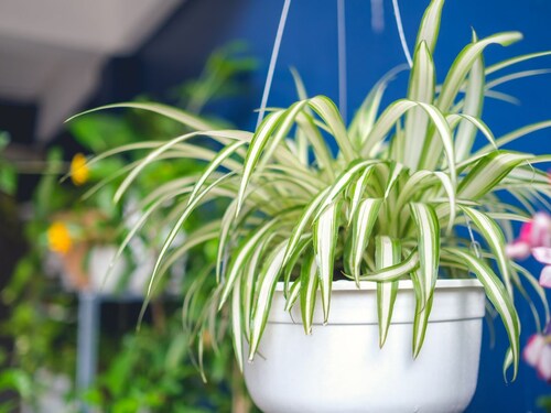 Air Pollution 10 Plants, indoor plants aloe vera plant, best indoor plant, spider plant snake plant, these 10 plants are great for home,10 plants Home benefits,10 plants in your home garden,10 plats for home garden to control air pollution, Top 10 Plants for to Reduce Air Pollution, Health, health tips, health news, health khabar, Health trending news, trending news, todays health news, top health news, top 10 health news, health news in hindi,