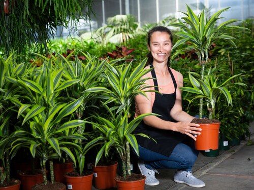 Air Pollution 10 Plants, indoor plants aloe vera plant, best indoor plant, spider plant snake plant, these 10 plants are great for home,10 plants Home benefits,10 plants in your home garden,10 plats for home garden to control air pollution, Top 10 Plants for to Reduce Air Pollution, Health, health tips, health news, health khabar, Health trending news, trending news, todays health news, top health news, top 10 health news, health news in hindi,