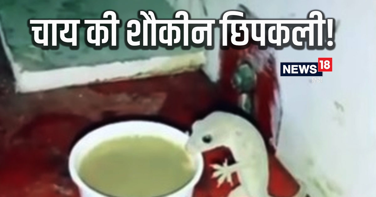 इंसान ही नहीं, छिपकली भी निकली Tea Lover, आराम से लेती दिखी चाय की ...