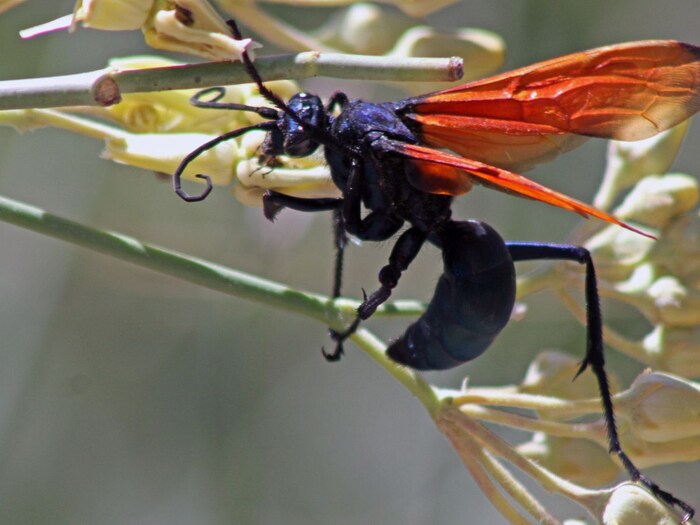 Stay away from this poisonous wasp, even a bite can give paralyzing pain! Scientists have warned
