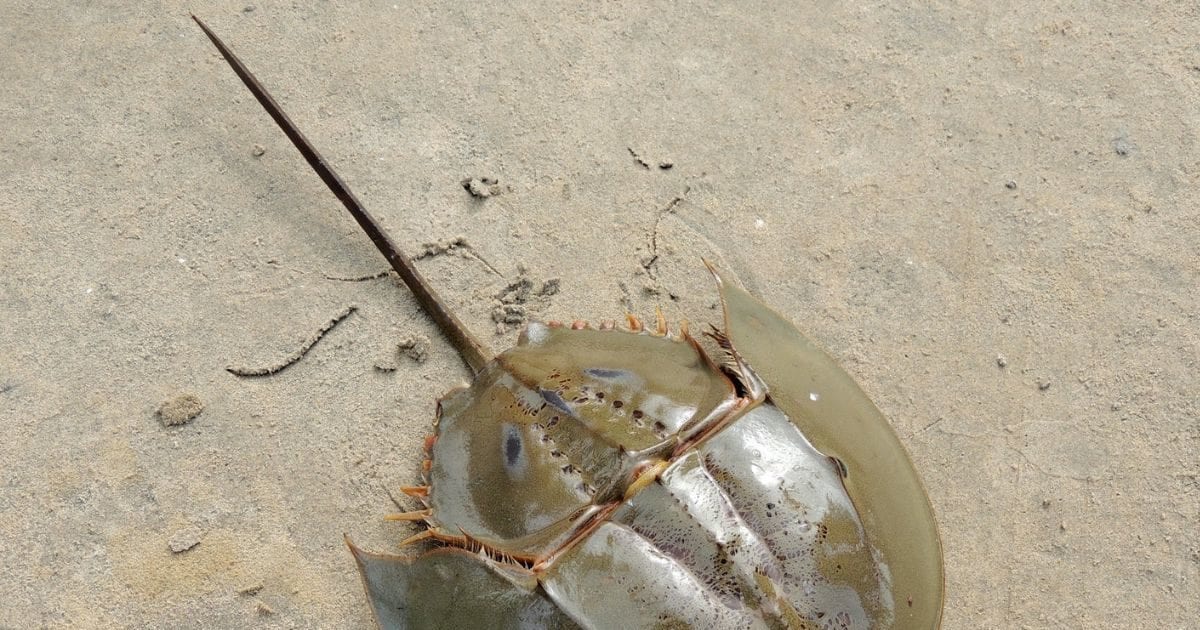 इकलौता ऐसा जीव, जिसका खून लाखों रुपये लीटर, रंग भी सबसे अलग Most