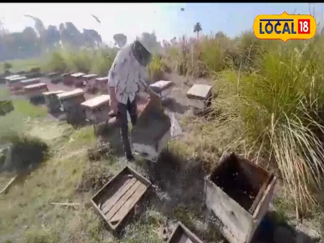 Honey bee