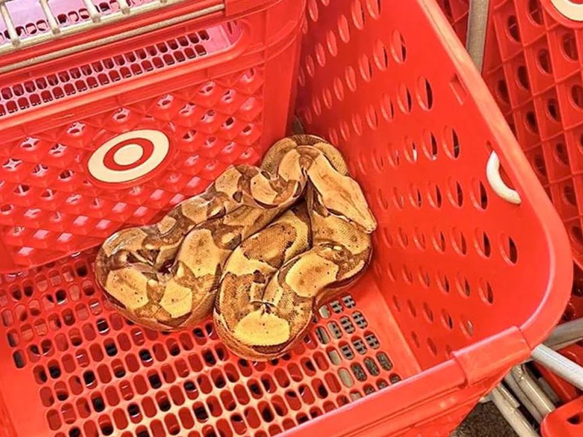 snake in shopping cart 1