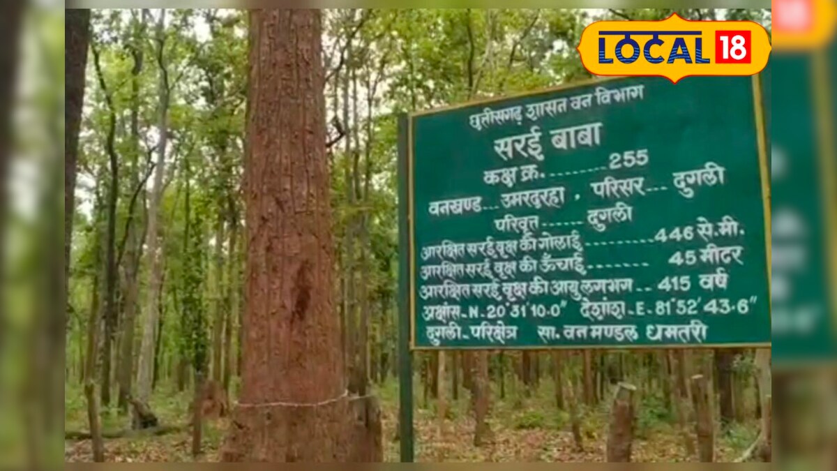 छत्तीसगढ़ के इस सरई बाबा की उम्र है 417 बरस, अभी भी हैं पूरे तंदुरुस्त, फूल रहे हैं, फल रहे हैं