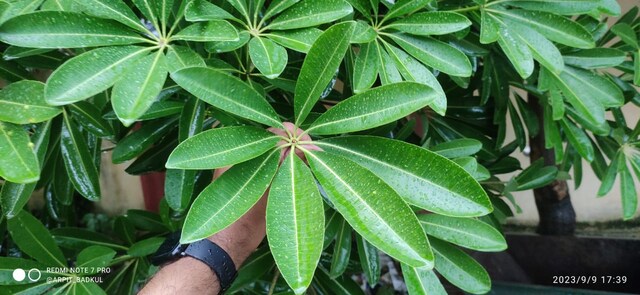 One Plant Army: नपुंसकों के लिए रामबाण यह पौधा, कई बड़ी बीमारियों का भी दुश्मन