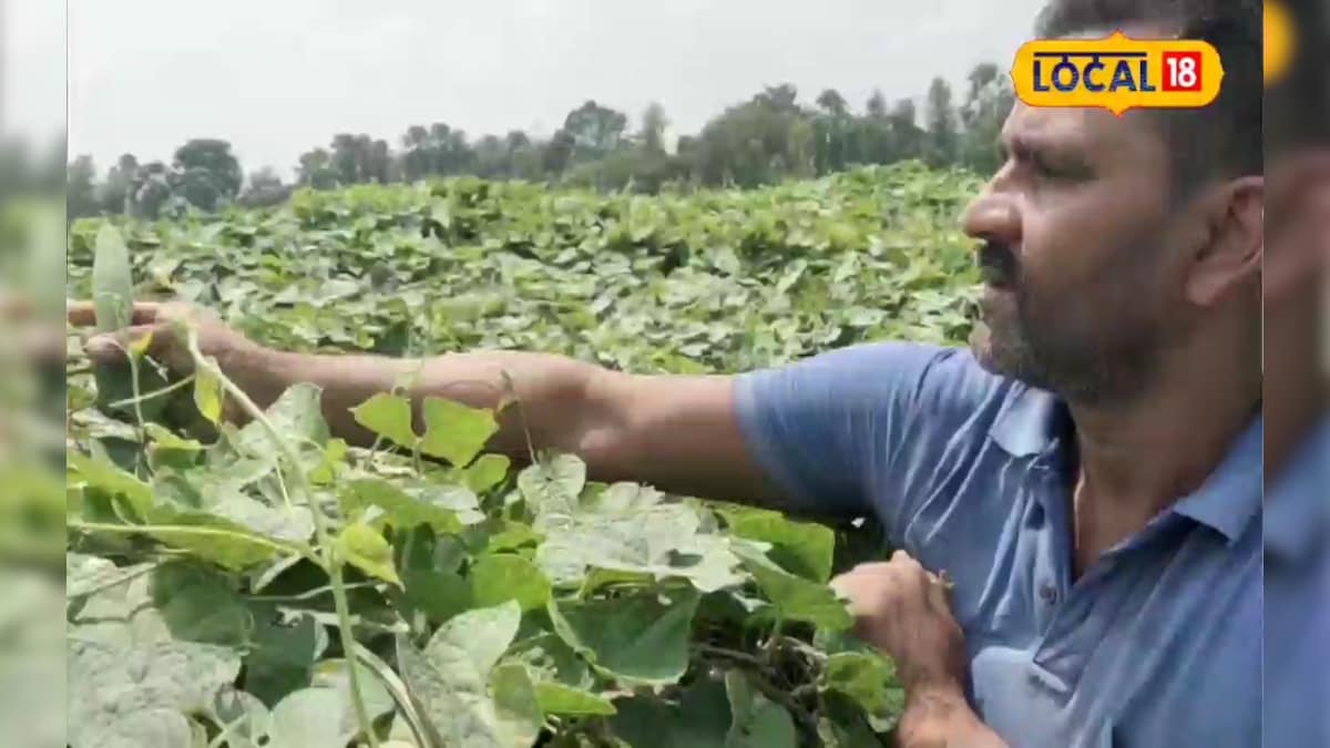 5 बीघा खेत में पांच तरह की सब्जियों से मालामाल हुआ किसान, सालाना हो रही 15 लाख की कमाई, पढ़ें कहानी