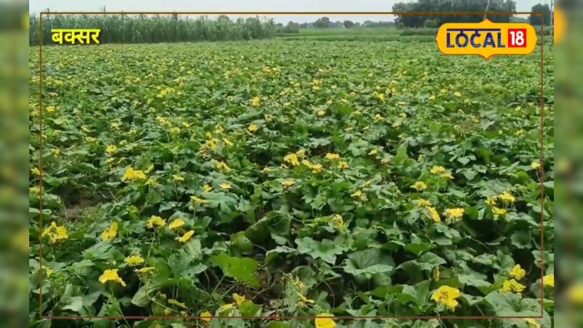 इस सब्जी की खेती ने इस किसान की बदली किस्मत, लागत से 10 गुना अधिक कमा चुके हैं मुनाफा