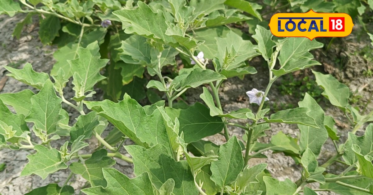 बैंगन के पौधे में नहीं आ रहा है फल, तो चिंता न करें, यह उपाय करने से