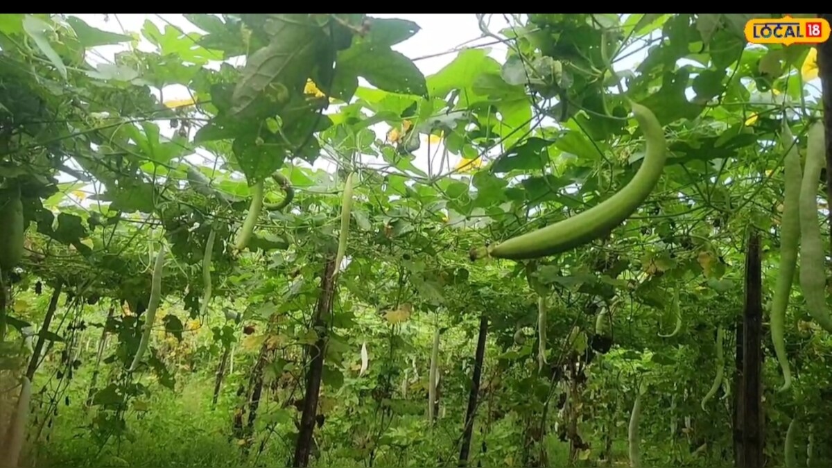सब्जी की खेती ने यह किसान हुआ मालामाल, हर दूसरे दिन 5क्विंटल की पैदावार, जानें कमाई