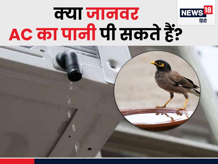 क्या जानवरों के पीने के लिए सेफ होता है AC से निकलने वाला पानी या होता