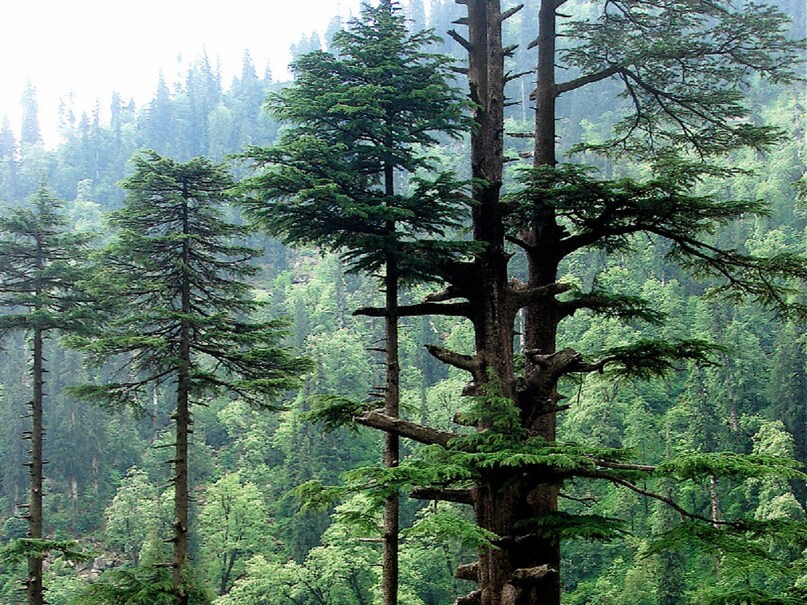 Pak Tree क्या है पाकिस्तान का राष्ट्रीय वृक्ष, जिसे भारत में बहुत पवित्र माना ...