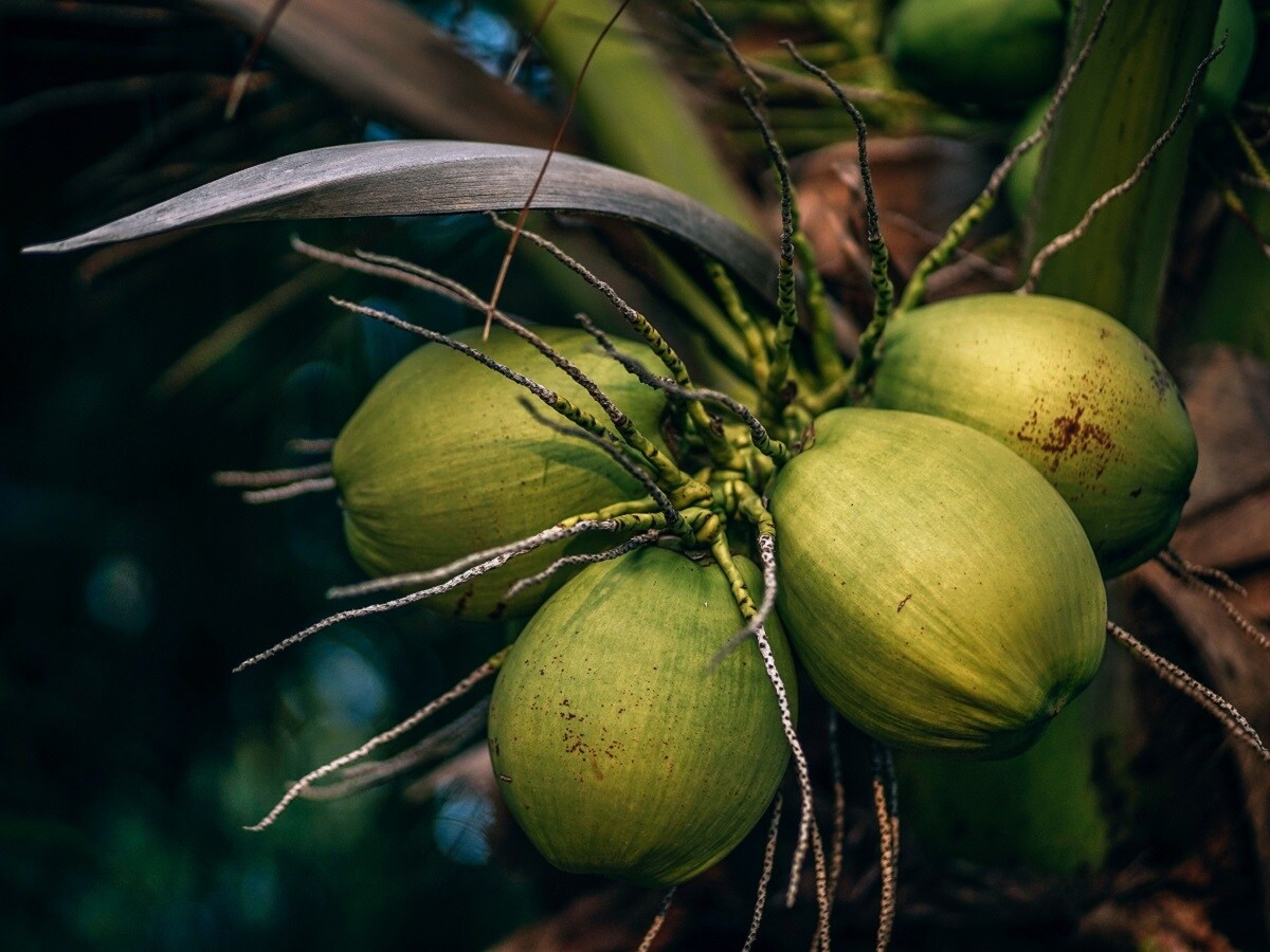 World, India, Fruit, Research, Coconut, coconuts, National Fruit, Maldives, Coconut tree,