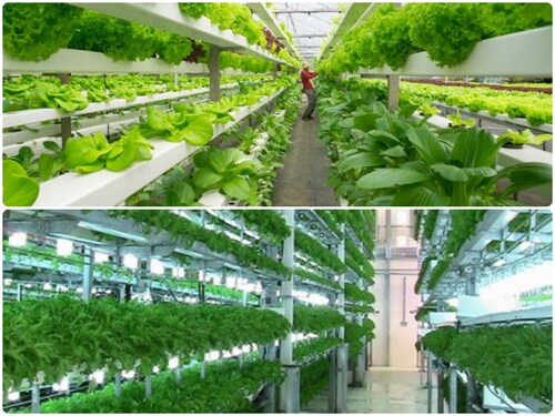 Growing crops with jolt of electricity, Farmers, Better Crop, electricity and crop, agriculture, farmers income, environmental challenges, modern agriculture, science news, verticle farming, New Crop Technology, fourth agricultural revolution, electrical gorticulture, sustainable agriculture, productive agriculture, Agriculture Scientist, बिजली के झटकों से फसल में बढ़ोतरी, खेती में बिजली का इस्‍तेमाल, कृषि बीजों को बिजली के झटके, बिजली और खेती, कृषि वैज्ञानिक, आधुनिक खेती, वर्टिकल फार्मिंग, चौथी कृषि क्रांति